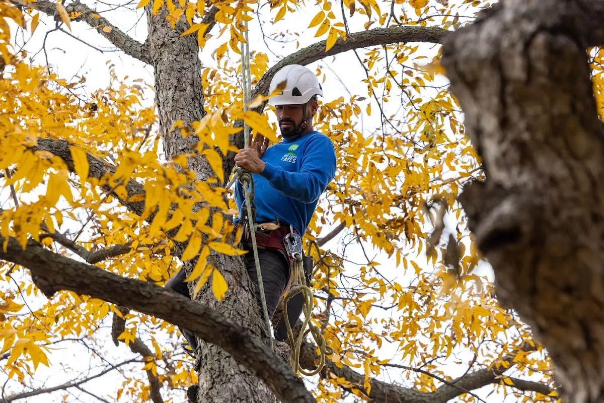 Skilled Tree Trimming crew working in Dedham